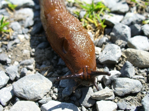 Limax subalpinus e L. monregalensis ? dal Piemonte